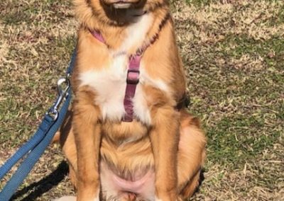 Cucciolo di nova scotia duck tolling retriever seduto al guinzaglio sul prato