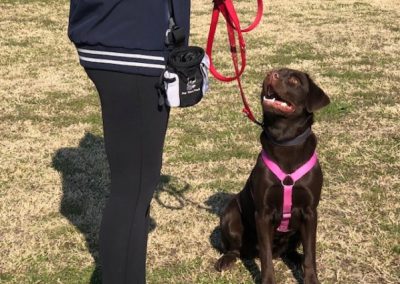 Labrador cioccolato seduto in attenzione guarda la conduttrice al guinzaglio sul campo