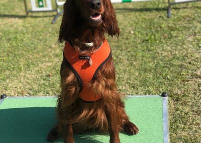 Setter irlandese rosso con pettorina arancione seduto sulla pedana d'agility