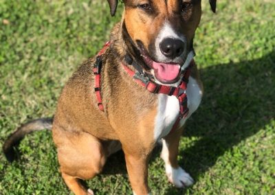 Cane meticcio marrone seduto sul prato sorride verso l'obiettivo