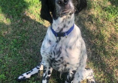 Cucciolo di setter bianco e nero seduto attento sul prato del centro cinofilo