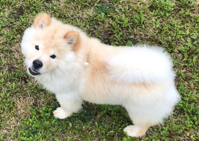 Cucciolo dal pelo fulvo e bianco molto soffice in piedi sull'erba