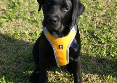 Labrador nero giovane con pettorina riflettente seduto sul prato verde