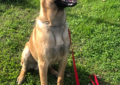 Pastore belga malinois seduto in attenzione al guinzaglio sul prato