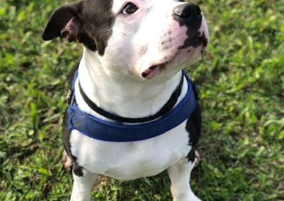 American staffordshire terrier bianco e marrone con pettorina seduto sull'erba