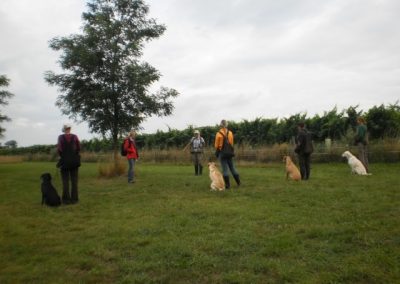 Conduttori e cani schierati durante un'esercitazione di obbedienza in campagna