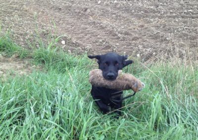 Cucciolo nero seduto nell'erba alta ai margini di un campo arato