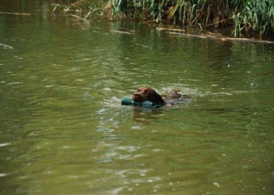 Cane che nuota in uno stagno riportando un dummy galleggiante in acqua