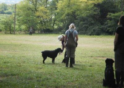 Educatrice lavora con un labrador nero su un campo erboso con altri cani