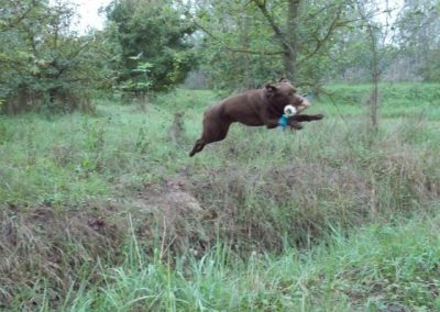 Labrador marrone in salto durante un esercizio di riporto in un prato