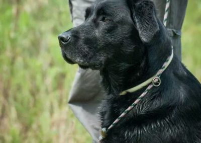 Ritratto di Labrador nero seduto al guinzaglio accanto al conduttore