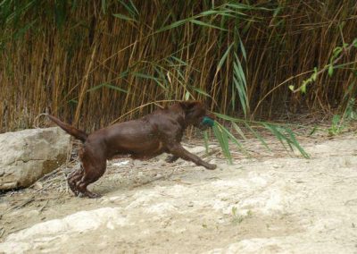 Pointer marrone in corsa che salta tra la sabbia e le canne
