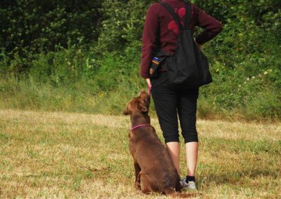 Conduttrice con Labrador marrone seduto al piede durante l'esercizio di condotta