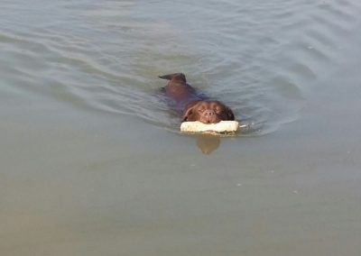 Cane che nuota riportando un dummy galleggiante in acqua