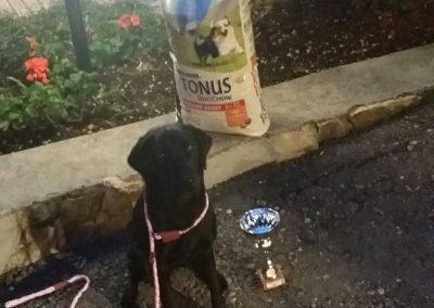 Labrador nero seduto accanto a un sacco di crocchette e una coppa premio