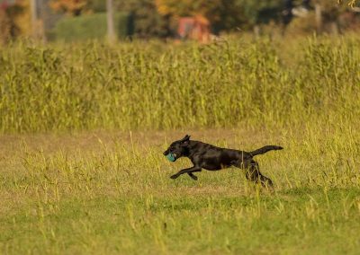 Cane nero in corsa veloce nel prato con un gioco in bocca
