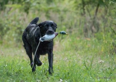 Labrador nero che riporta un'anatra di gomma camminando nell'erba