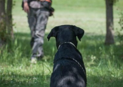 Labrador nero seduto di spalle in attesa mentre il conduttore si allontana tra gli alberi