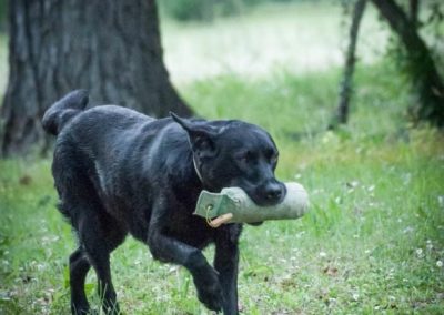 Labrador nero che corre nel bosco riportando un dummy chiaro