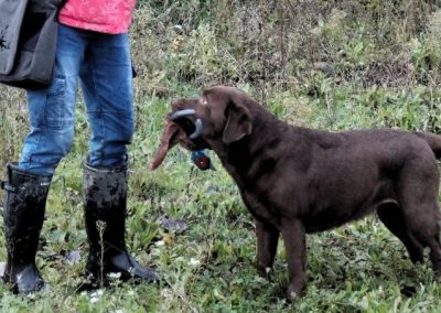 Labrador cioccolato consegna un riporto di selvaggina al conduttore con stivali
