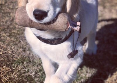 Cucciolo di Golden Retriever cammina riportando un peluche tra i denti sul prato