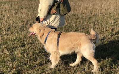 Mattinata Retriever