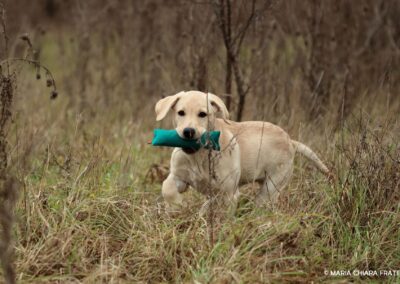 Cucciolo di labrador biondo riporta un dummy verde tra l'erba alta