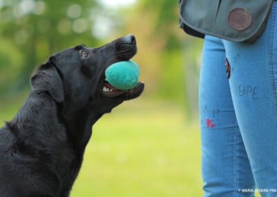 Labrador nero tiene in bocca una pallina verde durante l'esercizio di gioco