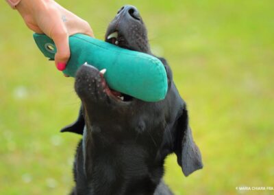 Labrador nero che afferra un dummy verde da addestramento tenuto dalla mano dell'educatrice