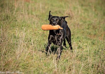 Due Labrador neri che corrono insieme riportando un dummy arancione in un prato