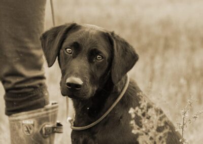 Ritratto seppia di un Labrador cioccolato seduto accanto agli stivali del conduttore