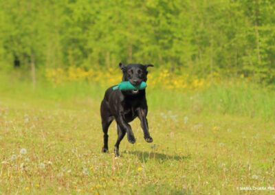 Cane nero corre felice nel prato fiorito riportando un dummy verde